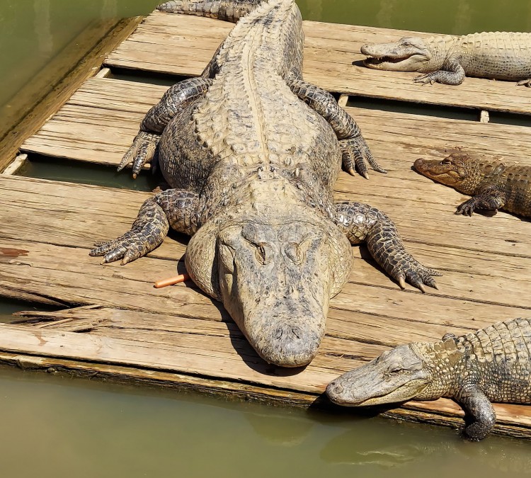 gator-country-la-alligator-park-photo